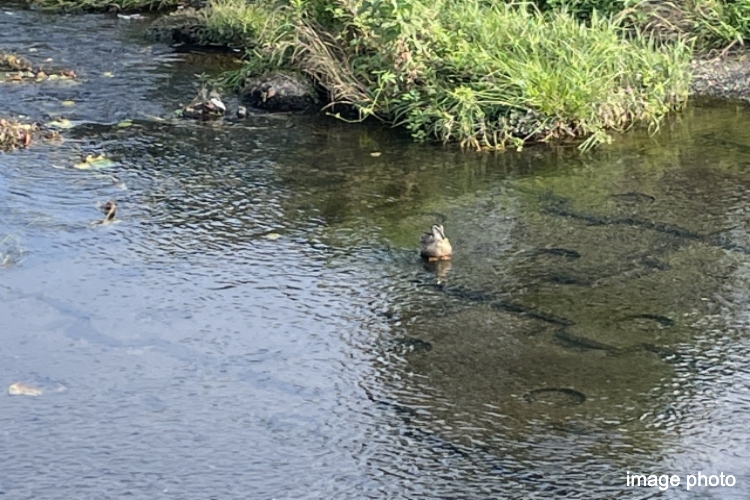 平戸永谷川のイメージ画像