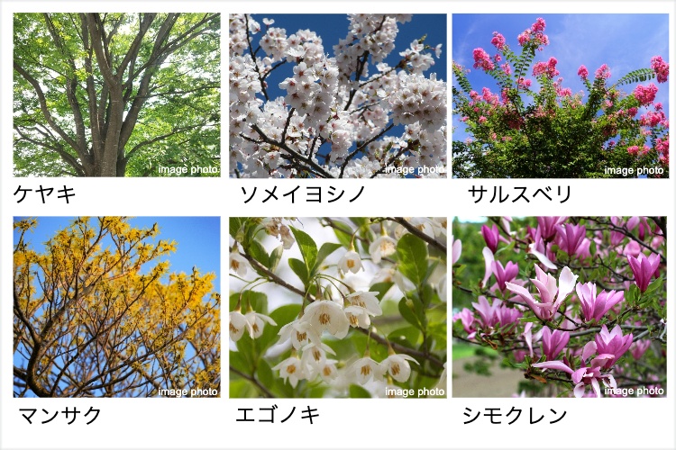 シティテラス横濱戸塚の植栽